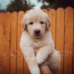 Girl 2 "Lavender" - Colorado Mountain Dog puppy in Colorado Springs, Colorado from West Side Woofies