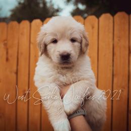 Girl 2 "Lavender" - Colorado Mountain Dog puppy in Colorado Springs, Colorado from West Side Woofies