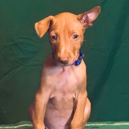 Sonic x Surf male puppy - Chestnut male Pharaoh Hound puppy in Vancouver, Washington from Nefer-Temu Pharaoh Hounds