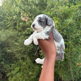 Scotch - Parti male Poodle puppy in Garner, North Carolina from House of Paws Heritage Nursery LLC.
