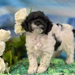 Flirt - Black and white female Cockapoo puppy in Depew, Oklahoma from Poodles Perfected