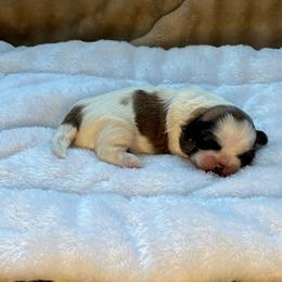 Lexie - Tricolor female Shih Tzu puppy in Reading, Michigan from You Little Shih-tzu’s 😊