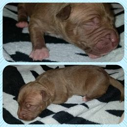 American Pit Bull Terrier Puppies from Kaotic APBTs