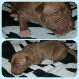American Pit Bull Terrier Puppies from Kaotic APBTs