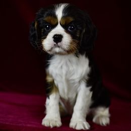 Cavalier King Charles Spaniel puppies from Reigning Glory Cavaliers