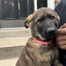 Red - German Shepherd puppy in Louisville, Kentucky from B1 Kennels