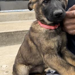 Red - German Shepherd puppy in Louisville, Kentucky from B1 Kennels