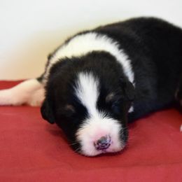 Australian Shepherd Puppies from Clay Ridge Australian Shepherds