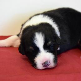 Australian Shepherd Puppies from Clay Ridge Australian Shepherds