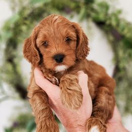 Australian Labradoodle Puppies from Bourbon Rose Australian Labradoodles