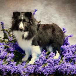 Katniss - Shetland Sheepdog