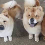 Chow Chow from Morocco Chows- Specializing in Smooth Coats