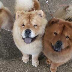 Chow Chow from Morocco Chows- Specializing in Smooth Coats
