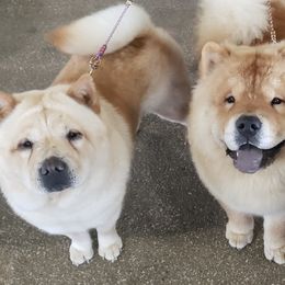 Chow Chow from Morocco Chows- Specializing in Smooth Coats