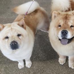 Chow Chow from Morocco Chows- Specializing in Smooth Coats