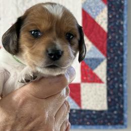 Chris - Piebald male Dachshund puppy in Milo, Missouri from Gillian’s Darling’ Doxies