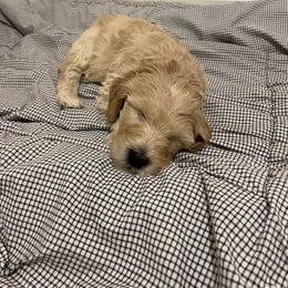 Goldendoodle Puppies from Samara Farms