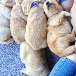 Golden Retriever Puppies from GC Goldens