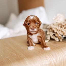 Penny - Red  female Goldendoodle puppy in Syracuse, Indiana from The Doodle Cove