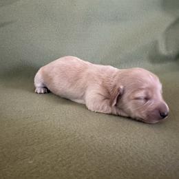 Rafael - Red male Dachshund puppy in Quemado, New Mexico from TNT Dachshunds