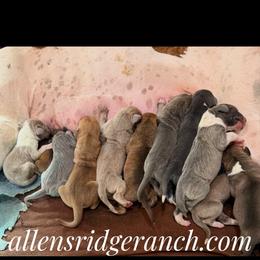 Bluefawn Tanpoint - Blue male Great Dane puppy in Greenville, South Carolina from Allen’s Ridge Ranch