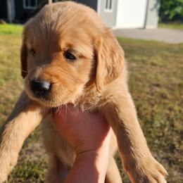 Asiago - Golden male Golden Retriever puppy in Dayton, Minnesota from Akoya Kennels