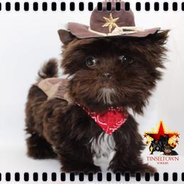 Yorkshire Terrier Puppies from Tinseltown Yorkies