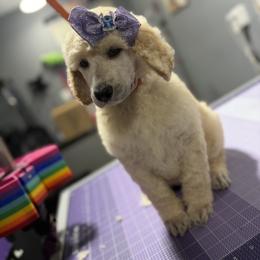 Girl 2 - Apricot female Poodle puppy in Upper Marlboro, Maryland from CURLS KENNEL