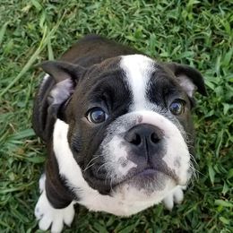 Bulldogs from Vermillion Bulldogs