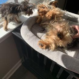 Yorkshire Terrier Puppies from Missy Lu Lap Puppies