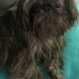 Binkey - Shih Tzu