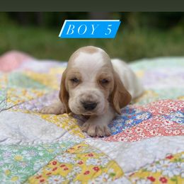 SOLD - Basset Hound puppy in New York from Lil Family Farm