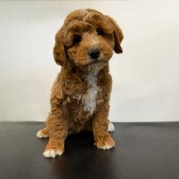 Yellow collar female - Red  female Poodle puppy in Henefer, Utah from Mountain Valley Poodles