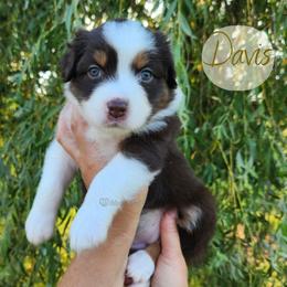 Davis - The Trailblazer - Red tri-color female Australian Shepherd puppy in Pittsville, Wisconsin from Match Dot Pup