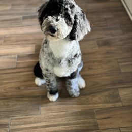 Penelope Featherington - Bernedoodle