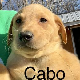 Cabo - Yellow male Labrador Retriever puppy in Mineral, Virginia from Canine Assist