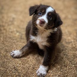 Bali ASDR - Red tri male Miniature Australian Shepherd puppy in Polk City, Florida from Skaky Shepherds