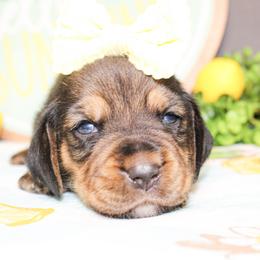 Dottie - Black tan and white female Basset Hound puppy in Antlers, Oklahoma from Rocking H