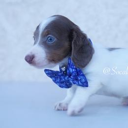 Slinky - Fawn (isabella) and tan male Dachshund puppy in Apple Valley, California from Socaldoxies