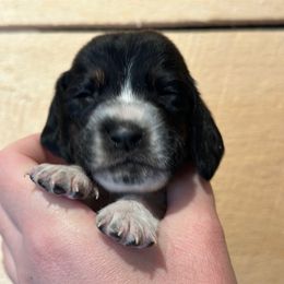 Female 2 - Black brown and white female Basset Hound puppy in Lindley, New York from Hill Top Basset Hounds & Cane Corso
