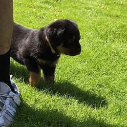 Rottweiler Puppies from Vom Peiffley Rottweilers, LLC