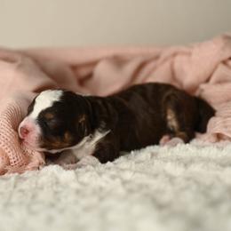 Glory - Red tri-color female Aussiedoodle puppy in Lincoln, California from Frenchie LOVE and Doodles