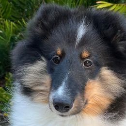 Boy 1 - Black white and tan Shetland Sheepdog puppy in Florida from Idlewild Shetland Sheepdogs