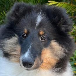 Boy 1 - Black white and tan Shetland Sheepdog puppy in Florida from Idlewild Shetland Sheepdogs