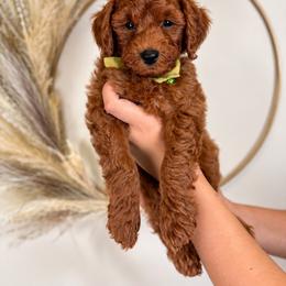 Huck - Red  male Goldendoodle puppy in Norcross, Georgia from Teddy Puppies