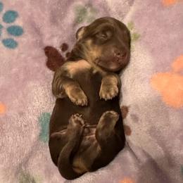 Chocolate Cream Boy 3 - Chocolate and cream male Dachshund puppy in Madison, Indiana from Jensen Dobermans and Dachshunds