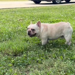Leo - Cream male French Bulldog puppy in Moore, South Carolina from Lafayette Bulldogs & Boxers