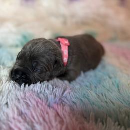 Pink collar - Gray female Cane Corso puppy in Opelousas, Louisiana from Azelees Cane Corso