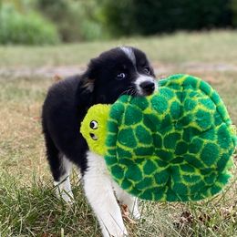 Phil (Mickelson) - Black tri male Miniature Australian Shepherd puppy in California, Kentucky from Sonlight Ridge Aussies
