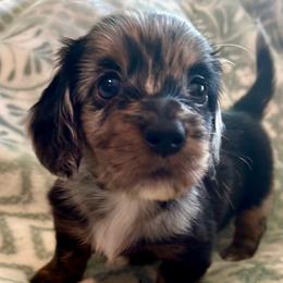 Boy 2 - Dapple male Dachshund puppy in Buchanan, Georgia from Kiser Creek Dachshunds